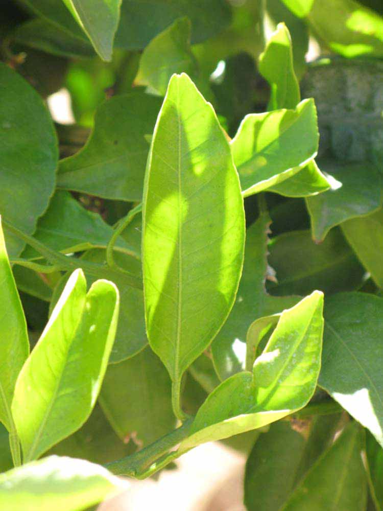              Unifoliolate leaf (Riverside, CA)       